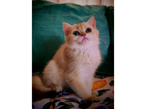 British shorthair ny 12 dişi