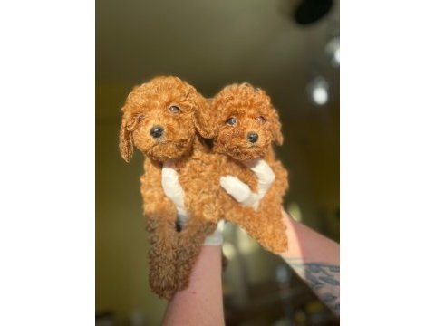 Şirin maltipoo bebeklerimiz yeni yuvasını arıyor