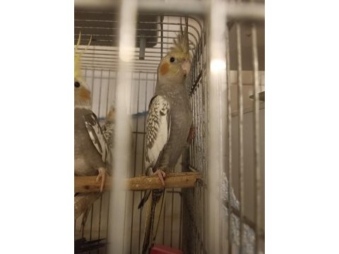 3 aylık erkek yavru sultan papağanı