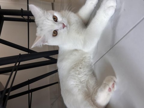 6 aylık dişi british shorthair