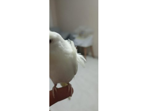 Erkek japonyada muhabbet kuşu yavrumuz 1.5 aylık