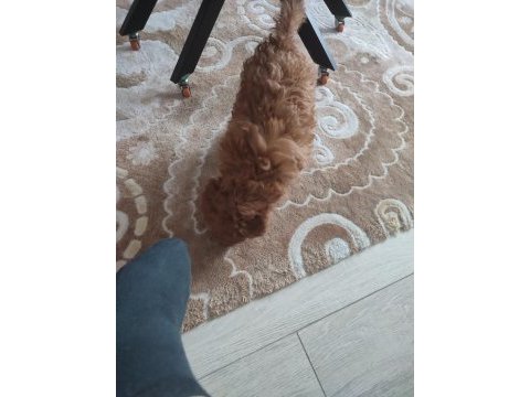 3 aylık dişi toy poodle