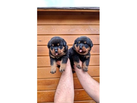 Rottweiler sağlıklı yavrular