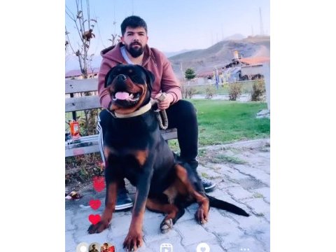 Daha iyisi yok a secereli uygun rottweiler
