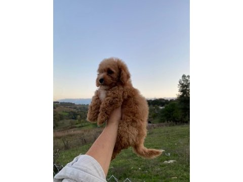 3,5 aylık maltipoo