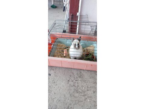 Cüce tavşan 9 aylık
