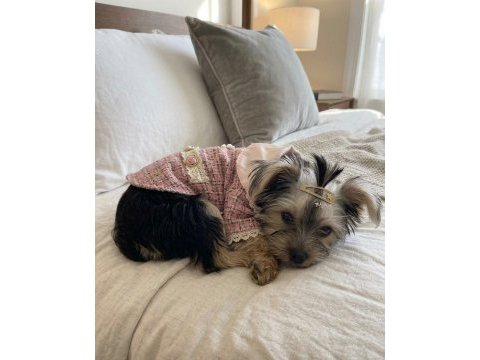 Barbie prenses yorkshire terrier