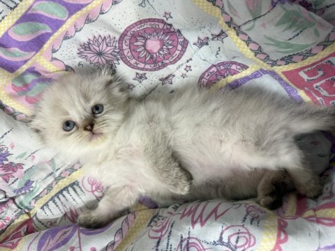 A kalite scottish fold açıklamayı okuyun