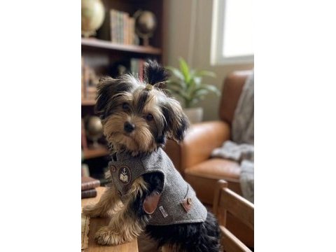 Evinizin neşesi olacak yavru köpekler