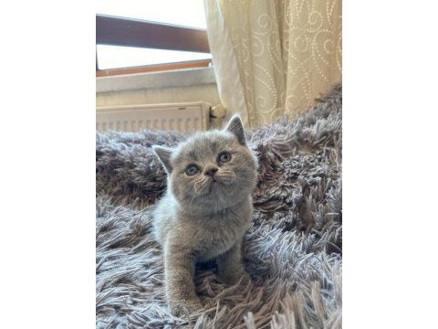 A kalite british bebeklerimiz yeni sahiplerini arıyor