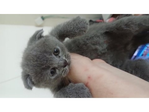 Scottish fold yavrular teslime hazır