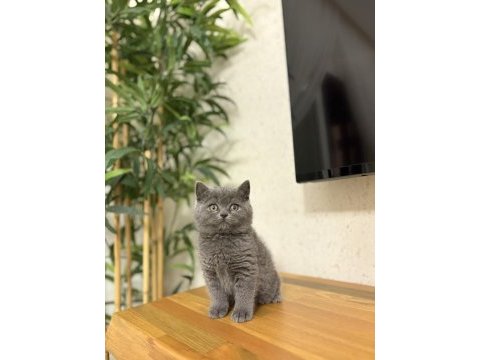 Brıtısh shorthair gri yavrularım 