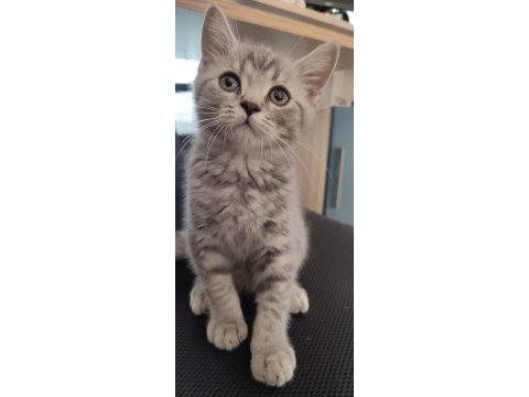 British minik