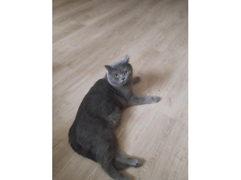 British shorthair kedilerimize acil ev arıyoruz ücretli