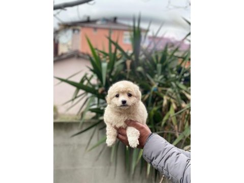 Maltipoo dişi ve erkek yavrularımız