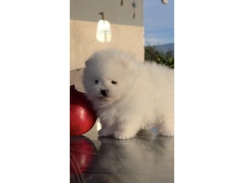 Sağlık ve ırk garantili pomeranian yavru