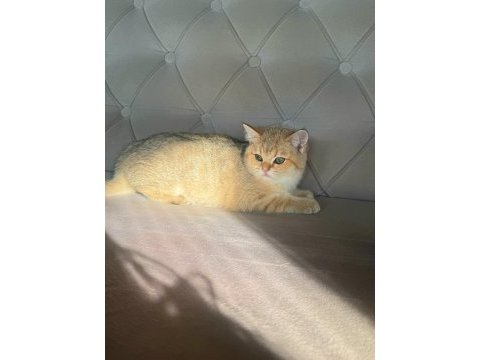 Safkan british shorthair golden&point yavrular