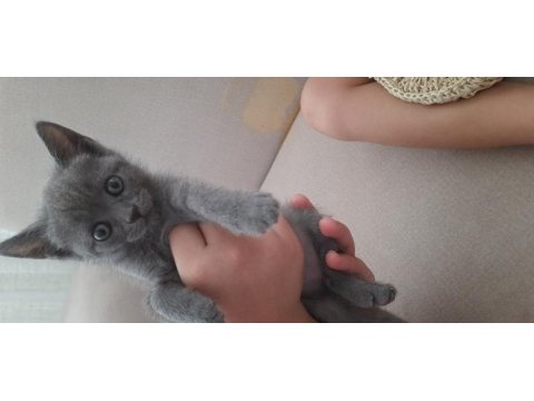 A kalite british shorthair gri