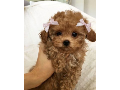 Maltipoo yavrularım açık ve esmer renk çeşitleri