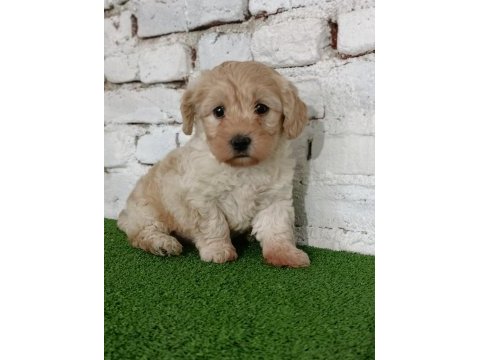 Maltipoo dişi yavrumuz