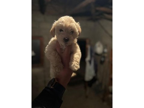 Maltipoo köpekler