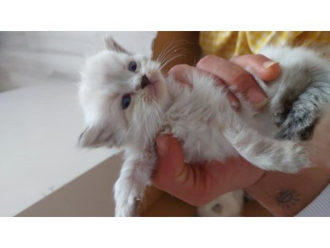 Uyguna verilecek scottish fold