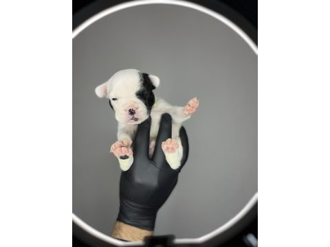 Standart renk dişi ve erkek fransız bulldog yavruları