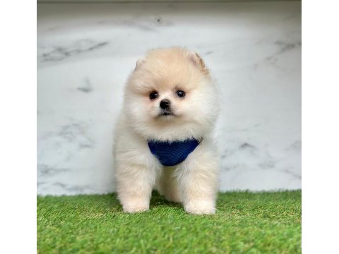 Sevimli pomeranian boo yavrularımız