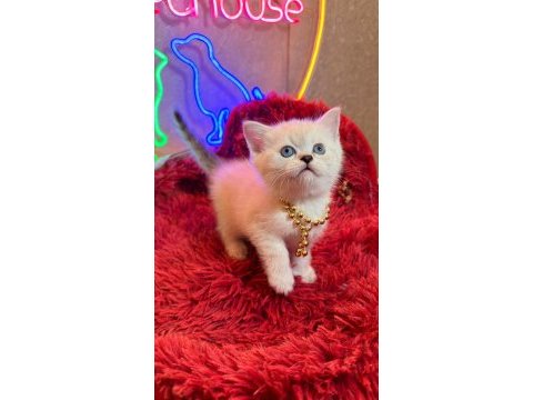 Safkan british shorthair ve scottish fold yavrular