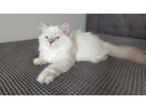 British longhair ve scottish straight kedilerim