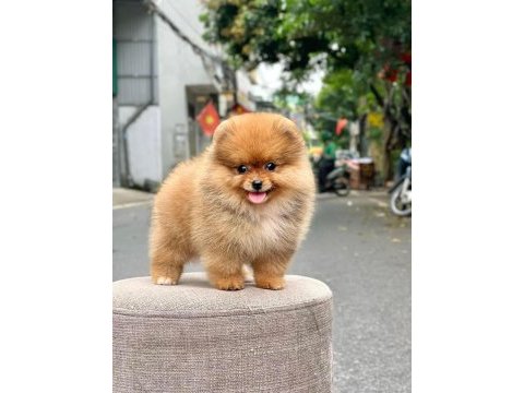 Mersinin en seçkin pomeranian boo yavruları