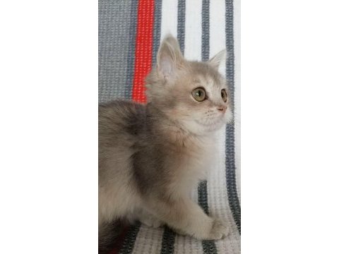 British shorthair dişi yavru