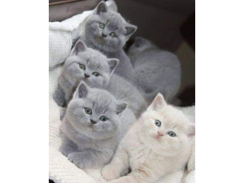 British shorthair yavrular evinizin neşesi olacaktır