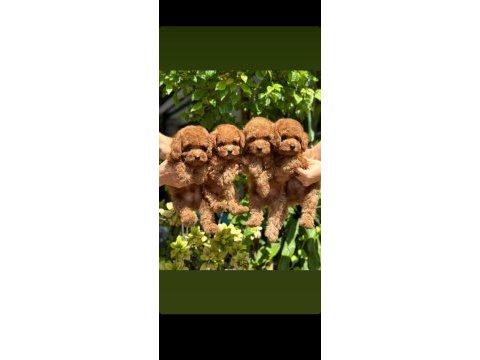 Ankaranın gözde toy poodle yavruları