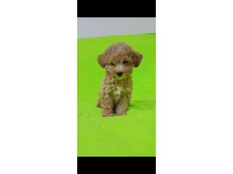 Anne altından uygun orjinal poodle bebekler