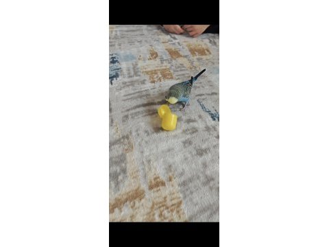 Konuşan muhabbet kuşu şımarık erkek çekoslavak
