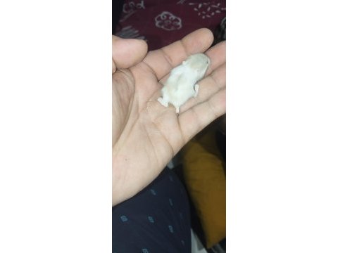 Dwarf renk güzelleri hamster