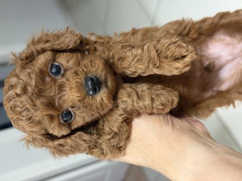 Kendim kızımın safkan poodle yavruları