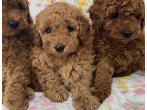 Toy poodle yavrularımız için ulaşın
