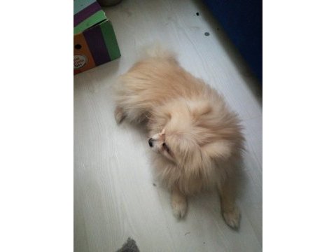 Sahibinden 2 yaşında pomeranian köpeği