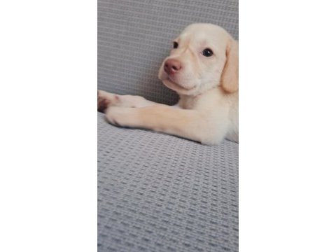 Labrador yavru
