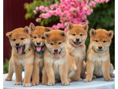 Shiba bebekler teslime hazır