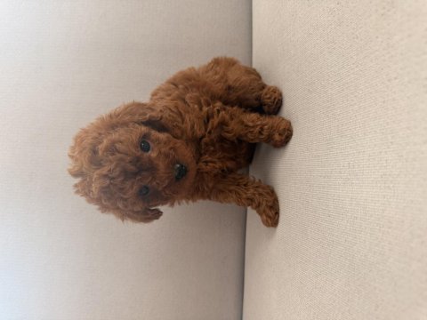 Gerçek red brown biblo ev doğum poodle
