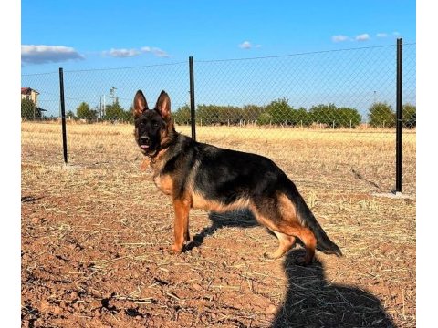 Tr de tek dulkenburn köpeğimiz