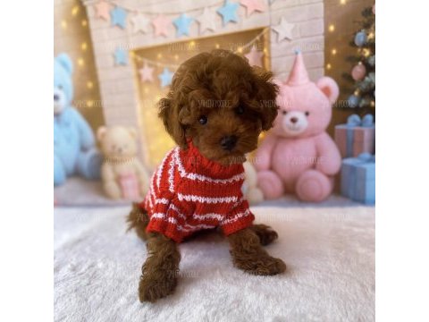 Yavru toy poodle