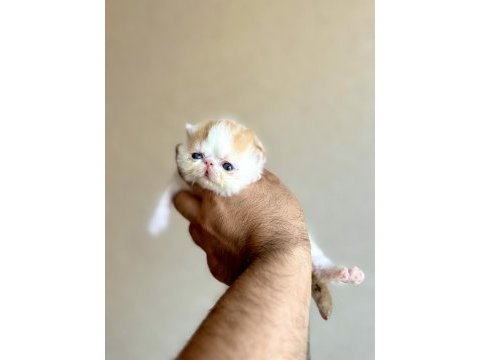 Şampiyon ödüllü exotic shorthair babanın snoopy oğlu