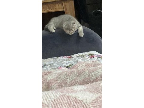3 aylık erkek scottish fold