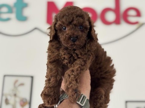 Petmode köpek çiftliğinde ziyarete açık toy poodle