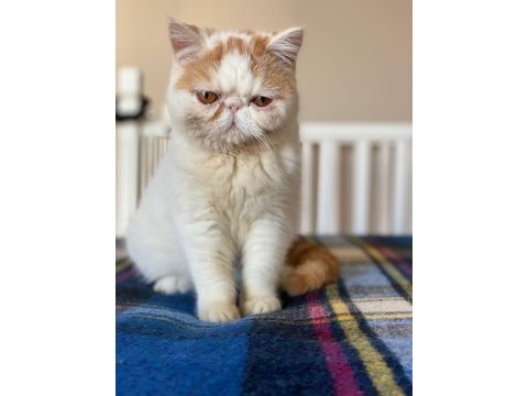 Babası şampiyon exotic shorthair yavrunuza ev arıyoruz