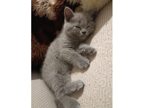 Safkan british shorthair yavru